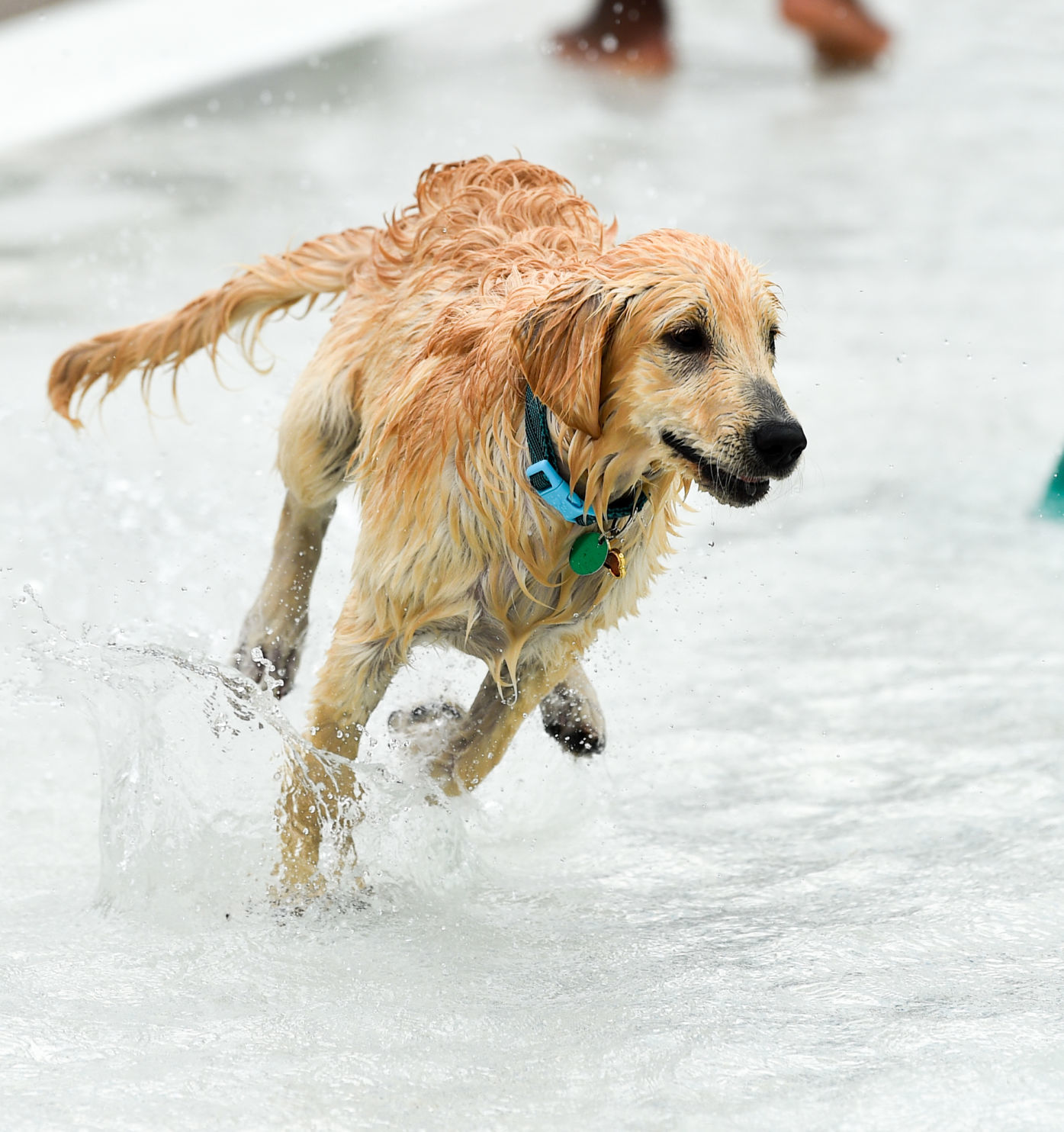 082919-bet-doggysplash-069a.JPG